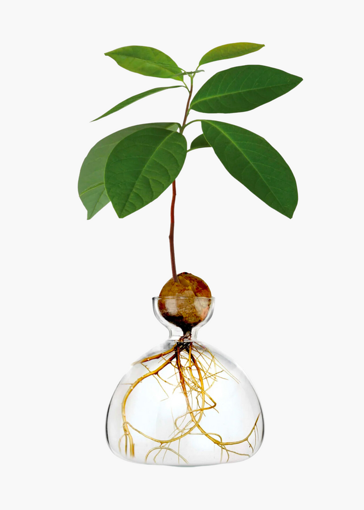 Avocado Vase Clear