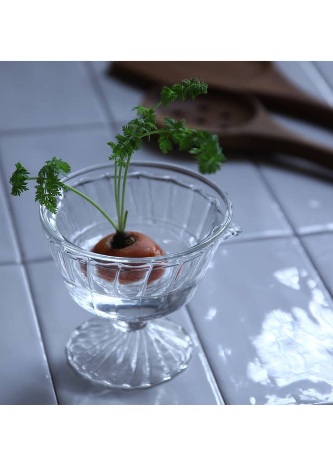 Regrow Veggie Hydroponic Vase