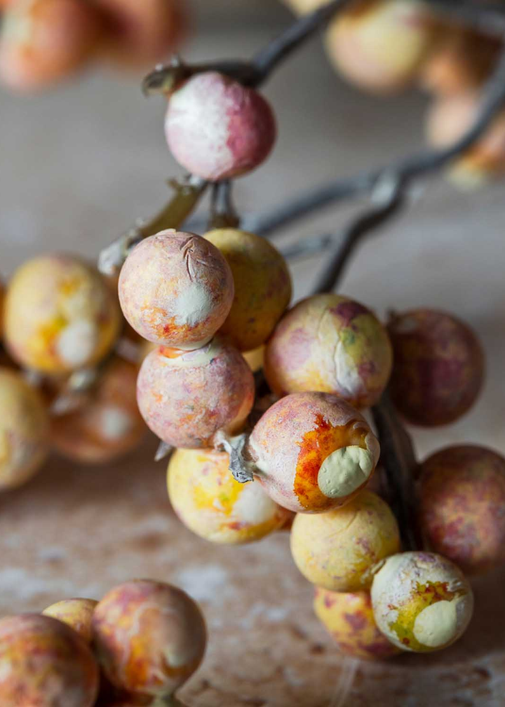 Oriental Bittersweet Berry