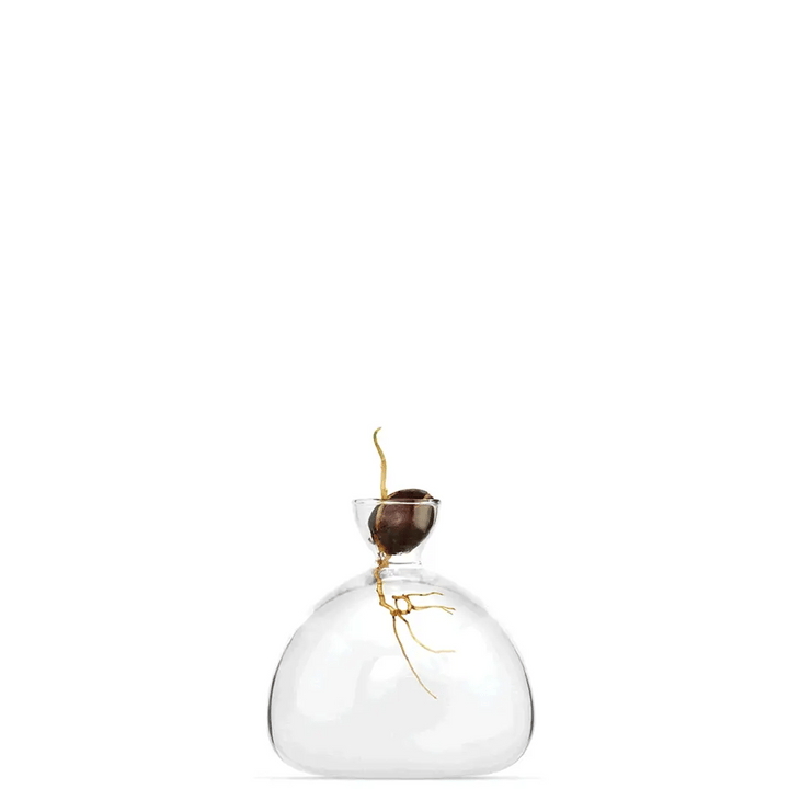 Avocado Vase Clear