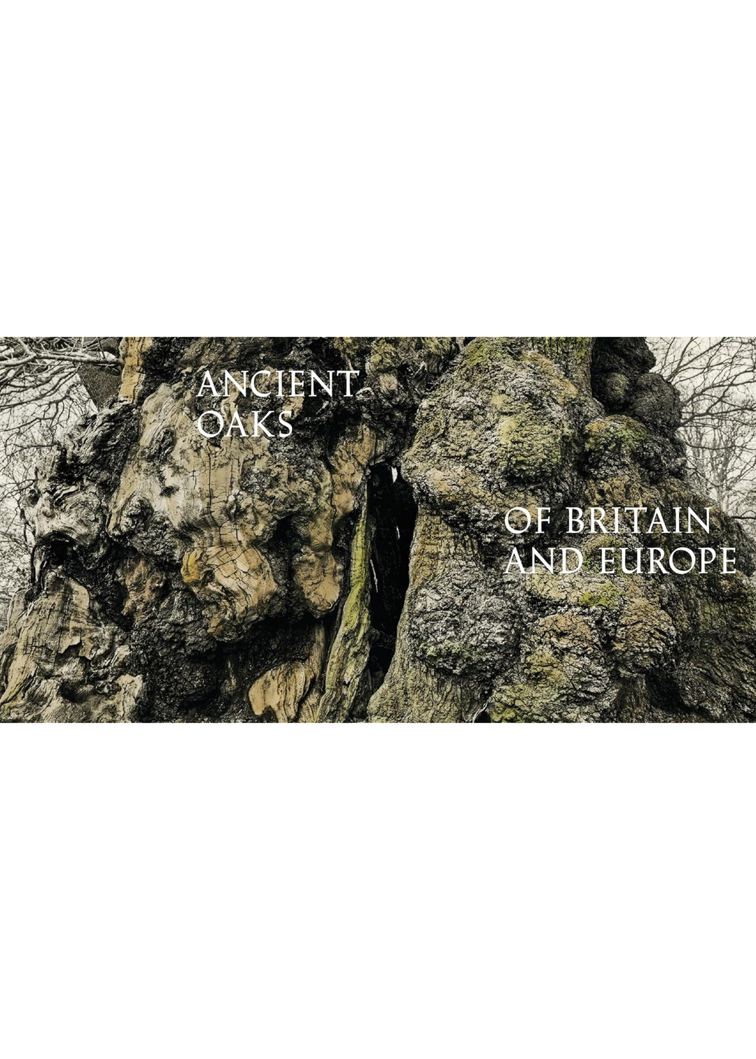 Oak: From Seed To Ancient Tree