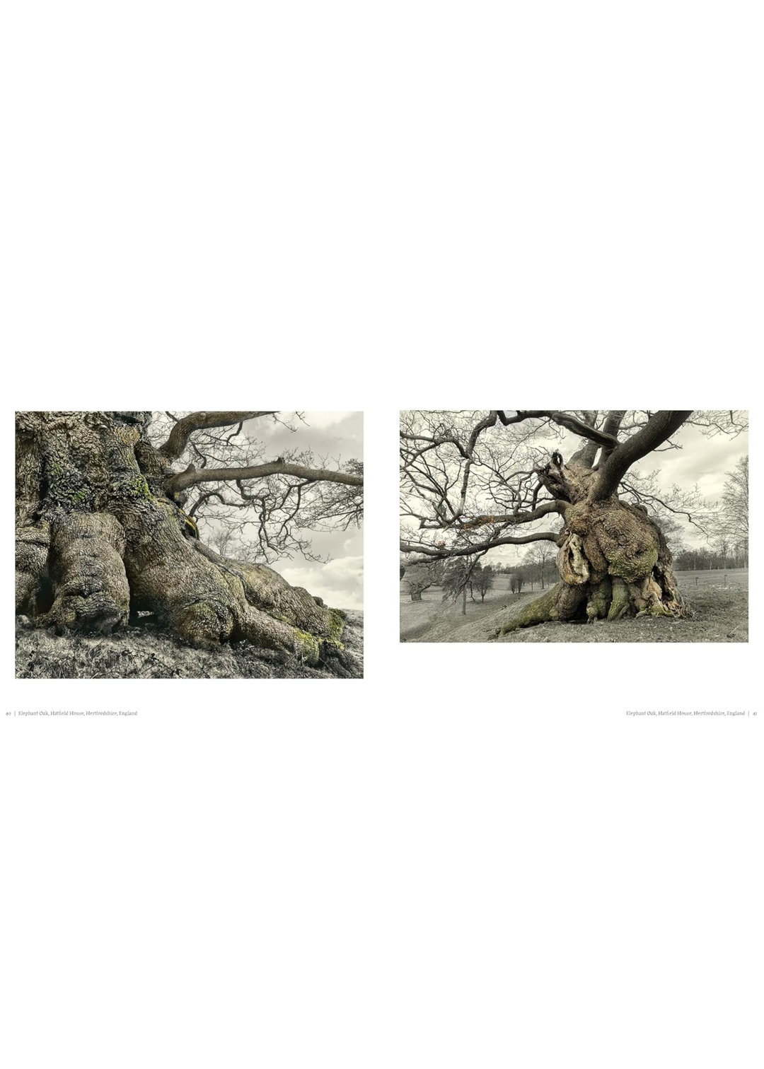 Oak: From Seed To Ancient Tree