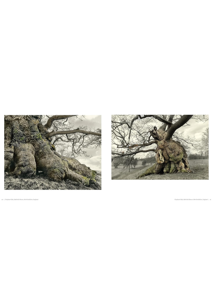 Oak: From Seed To Ancient Tree