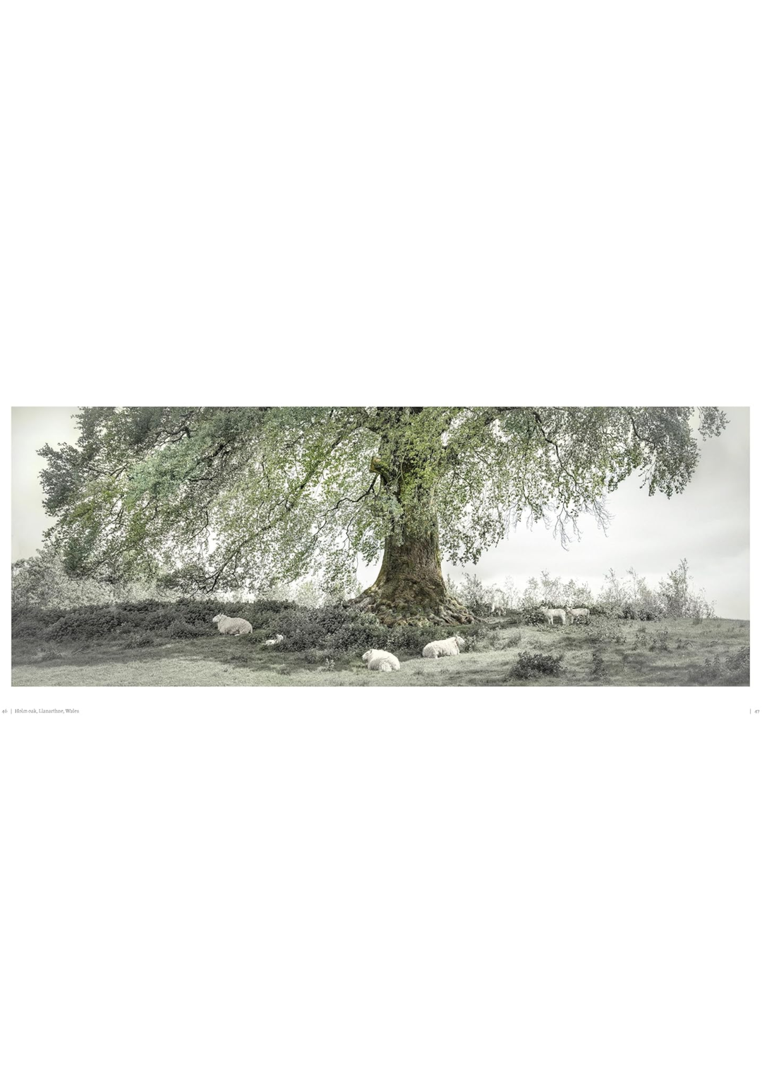 Oak: From Seed To Ancient Tree