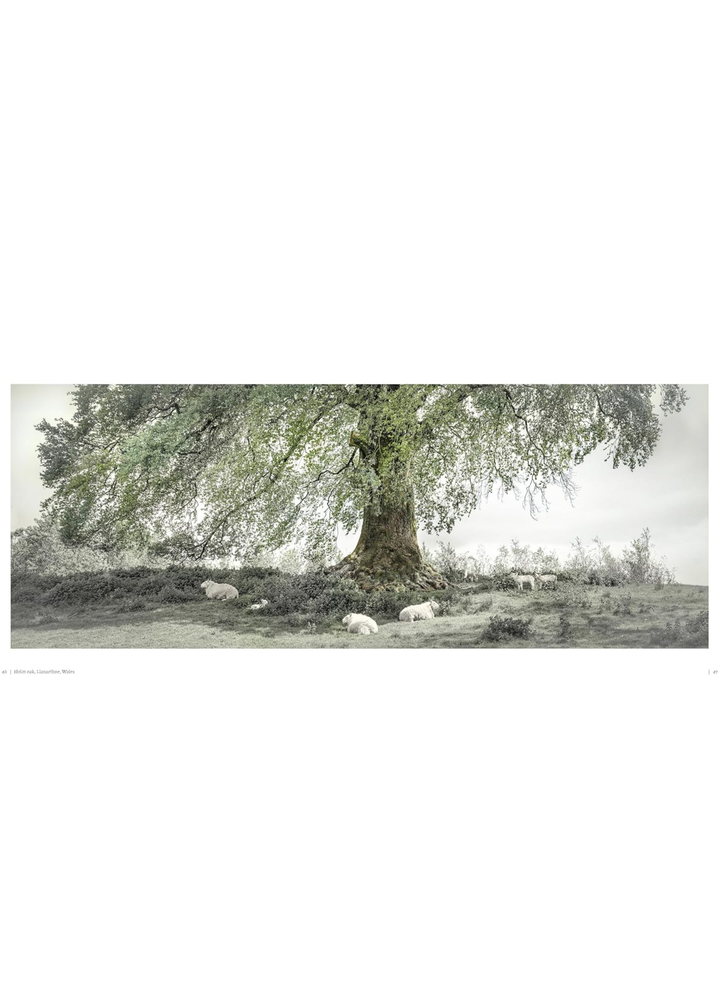 Oak: From Seed To Ancient Tree