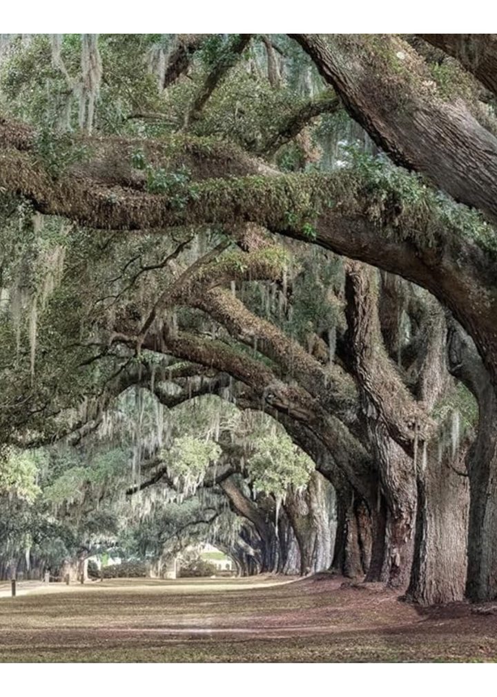 Oak: From Seed To Ancient Tree