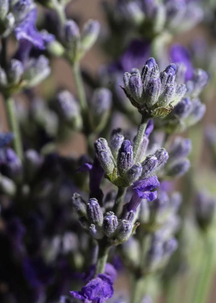 Love Potion Pura Refill