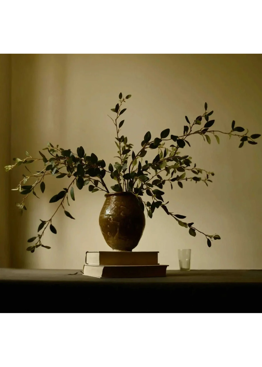 Creeping Willow Branch - Salix Repens