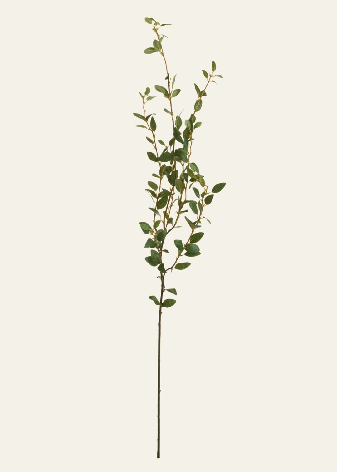 Creeping Willow Branch - Salix Repens