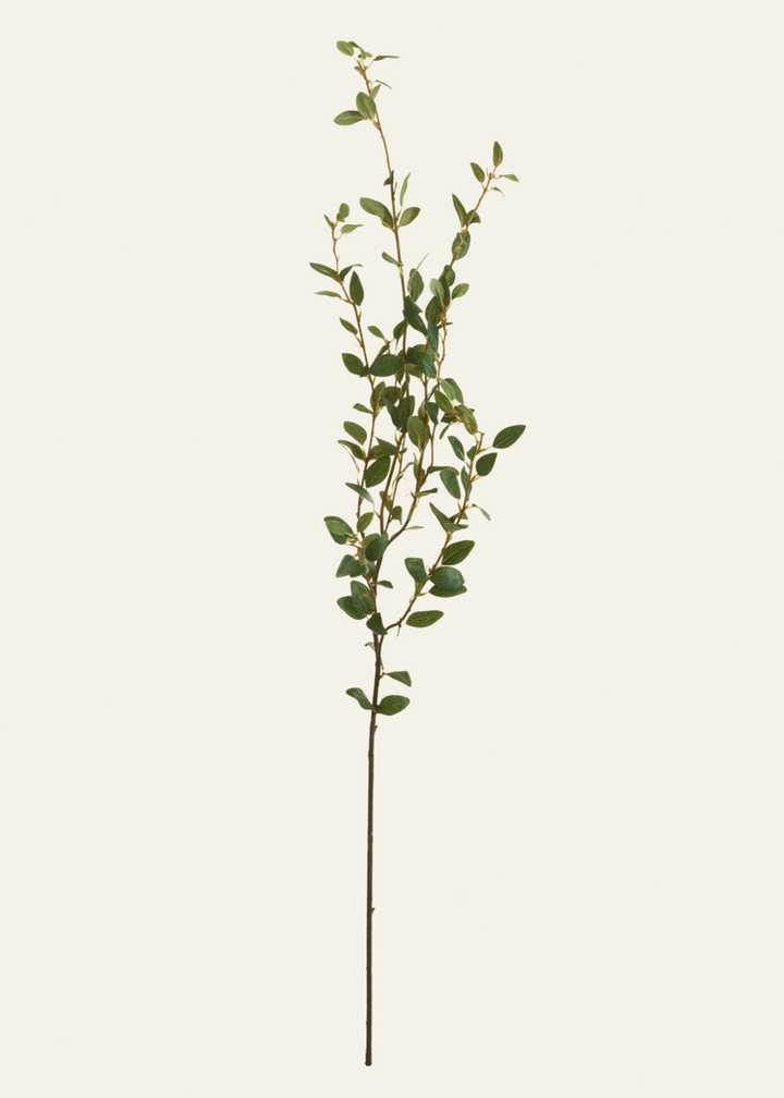 Creeping Willow Branch - Salix Repens