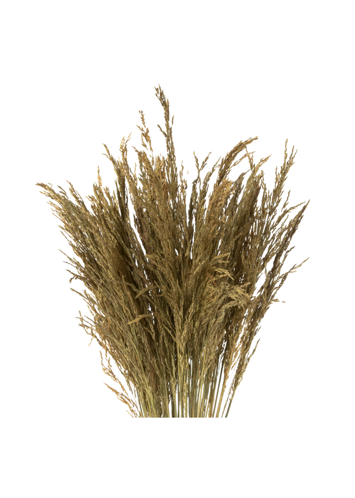 Natural Congo Grass