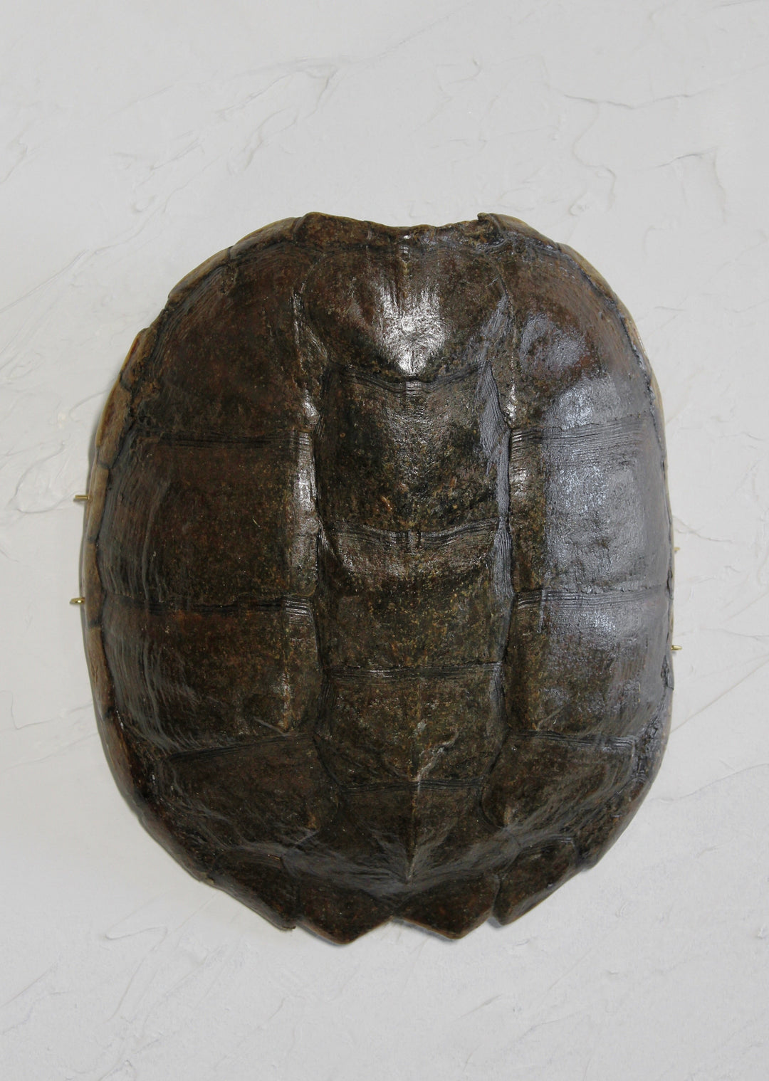 Large Turtle Shell